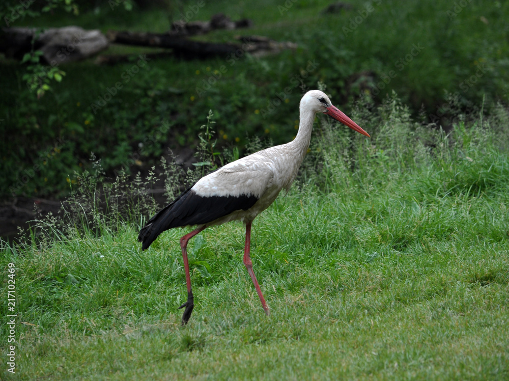 Fototapeta premium Stork walking on the grass