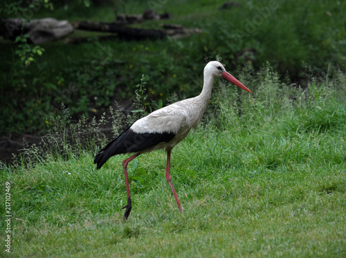 Stork walking on the grass