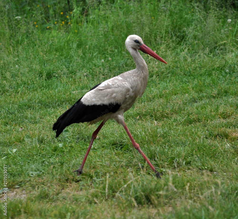 Fototapeta premium Stork walking on the grass