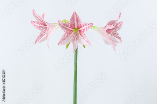 pink amaryllis © Pansa