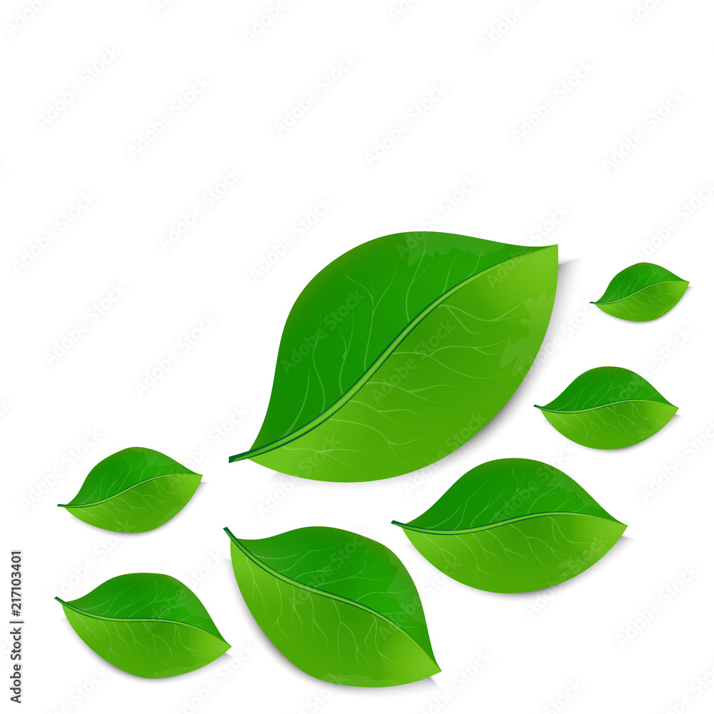 green leaves on white background green leaves on white background