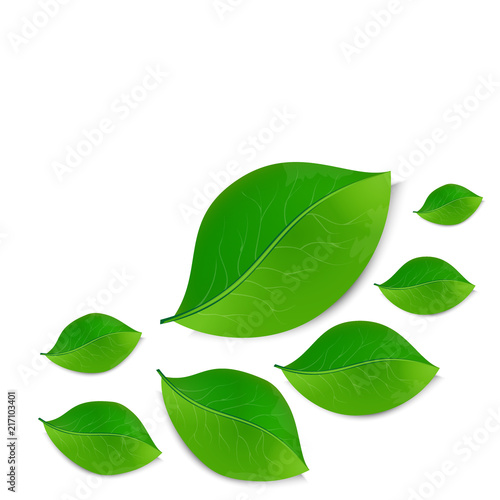 green leaves on white background