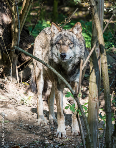 Europäischer Wolf - Canis lupus