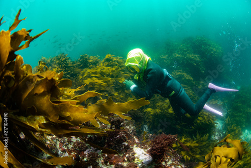 海藻の森で獲物を探す海女