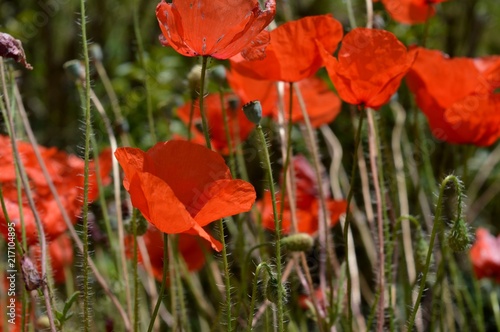 Fototapeta Naklejka Na Ścianę i Meble -  flowers red poppies
