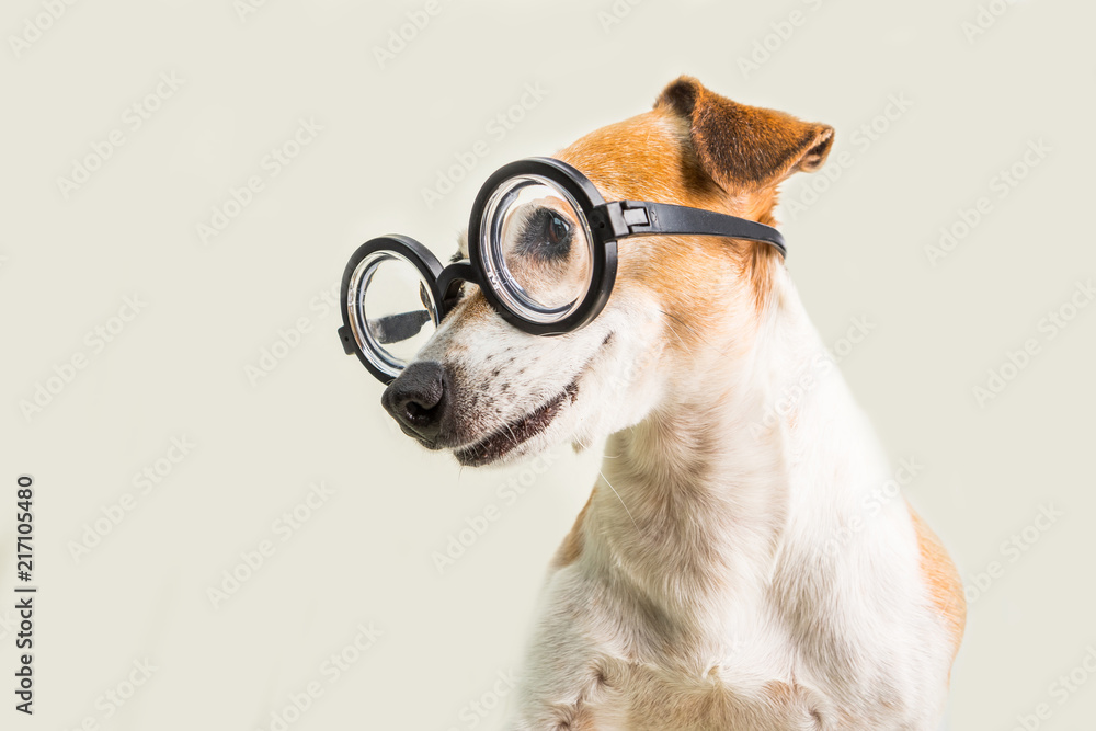 are jack russells smart dogs