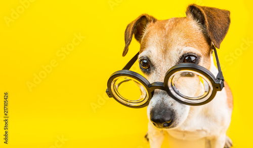 Smart dog in glasses on yellow backgeound. Horizontal banner. Back to school theme. Funny lovely pet