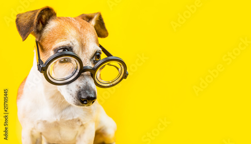 curious serious cute dog jack russell terrier in glasses on yellow background. horizontal banner. back to school theme