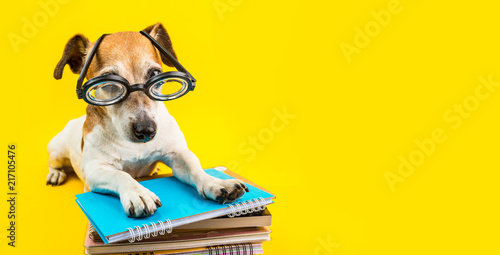 Adorable back to school dog banner. Yellow background. Dog in glasses. preparation to exam