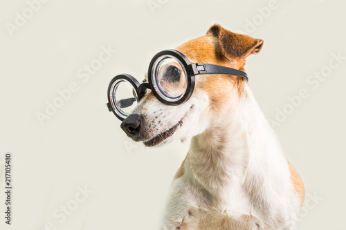 Smart funny dog Jack Russell terrier in glasses lookoing to side. Well educated back to school theme © Iryna&Maya