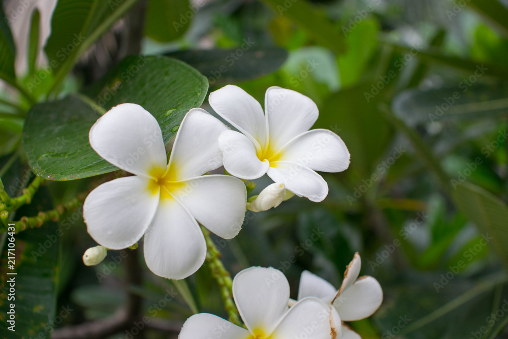 White and yellow frangipani on the tree.