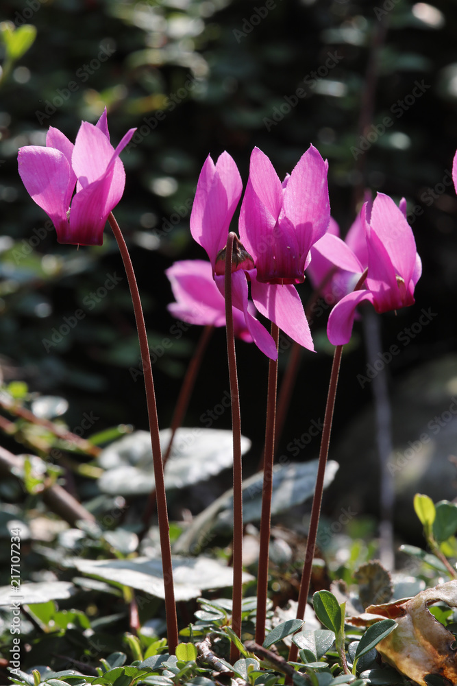 Alpenveilchen oder Zyklamen (Cyclamen purpurascens) Alpenpflanze mit Blüten Alpenveilchen oder Zyklamen (Cyclamen purpurascens) Alpenpflanze mit Blüten