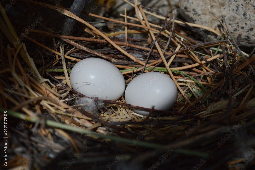 Pigeons' eggs in the nest
Pigeons' eggs in the nest