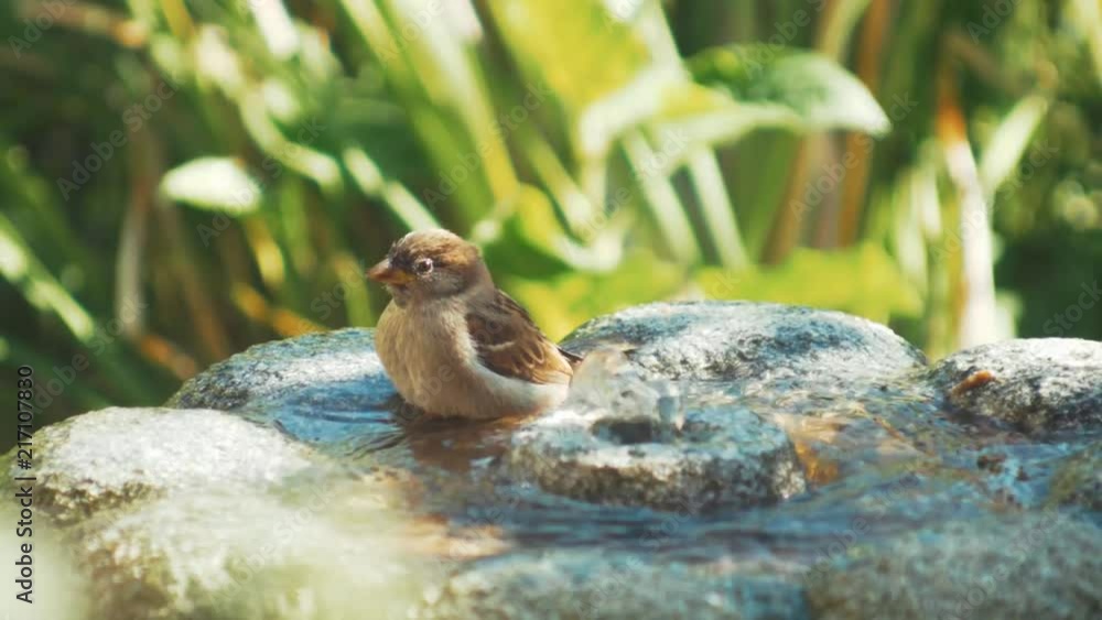 Bird Washing in garden fountain slow motion Bird Washing in garden fountain slow motion