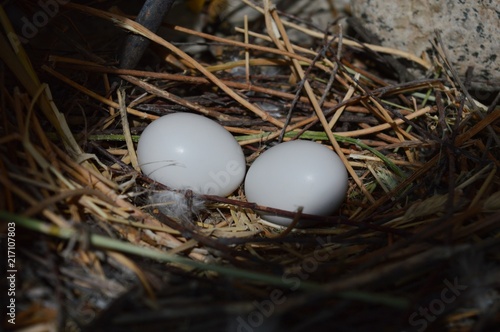 Pigeons' eggs in the nest 
