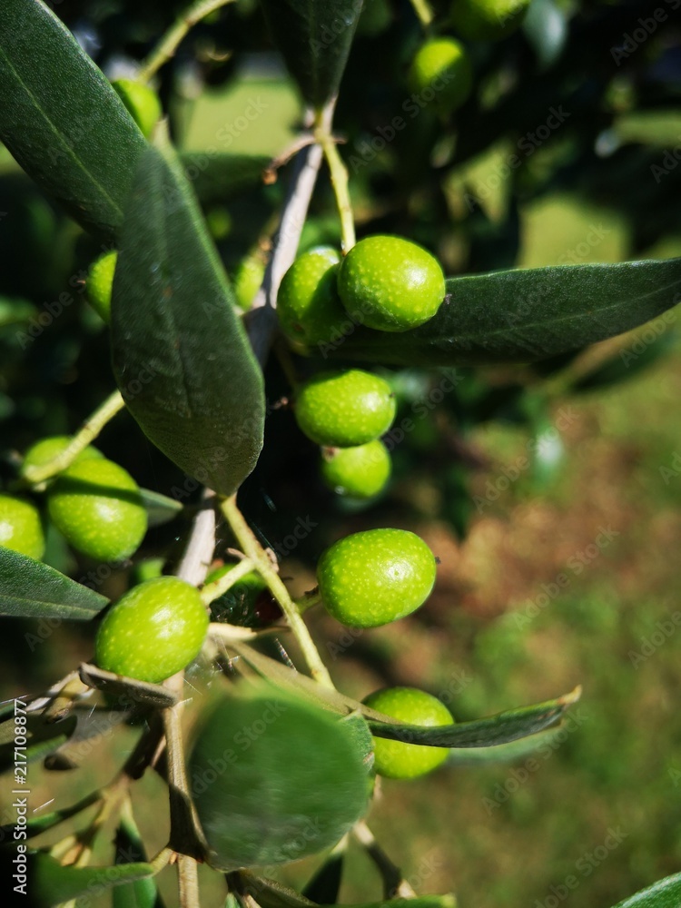 olives sur olivier olives sur olivier