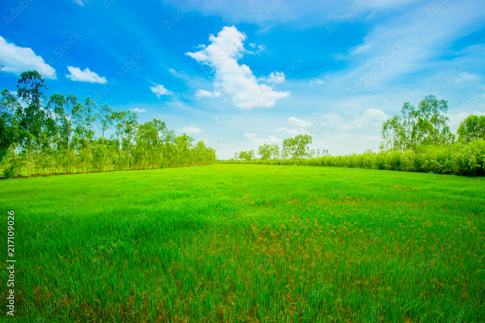 Obraz premium Grass, Field, Meadow, Tree, Lawn