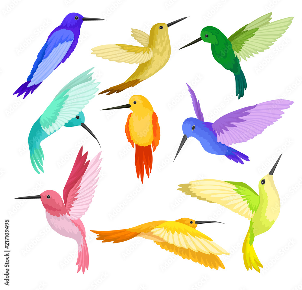 Flat vector set of hummingbirds with colorful plumage. Colibri bird with long thin beaks and bright feathers. Wildlife theme