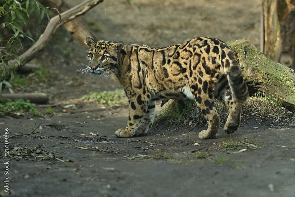 Fototapeta premium Pantera mglista idzie z cienia do światła. Duży kot z ciemności. Zoo w Czechach. Neofelis nebulosa. Bardzo rzadkie stworzenie.