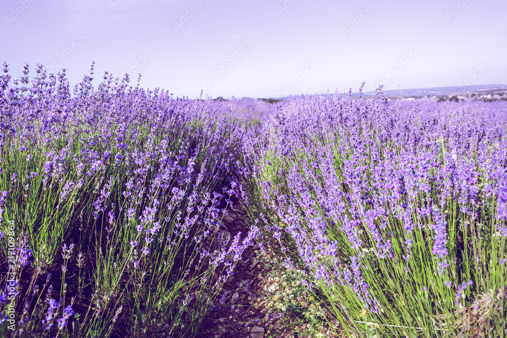 Obraz premium Lavender Field in the summer