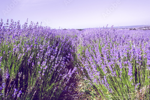 Lavender Field in the summer