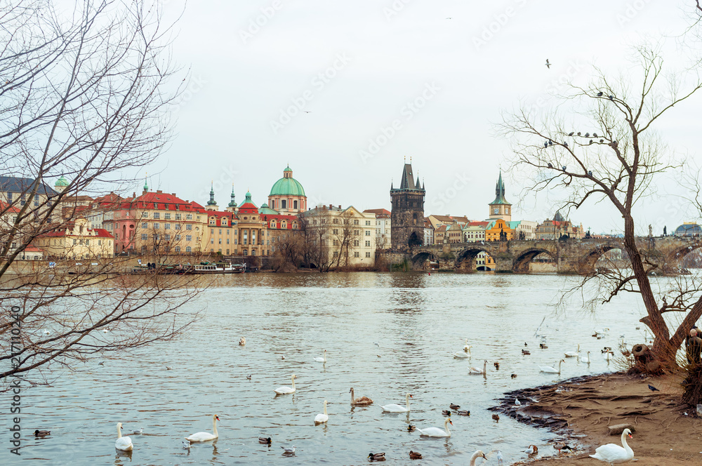 swans in Prague on the river landscape / czech capital, white swans on the river next to the Charles Bridge, Czech Republic, tourism