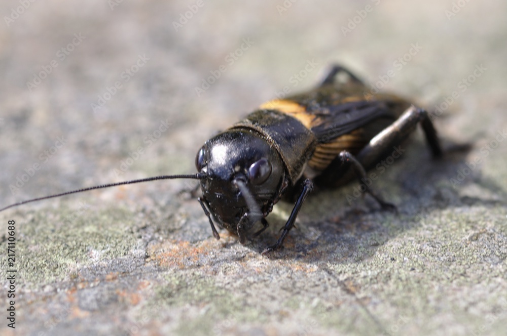 Cricket on a stone Cricket on a stone