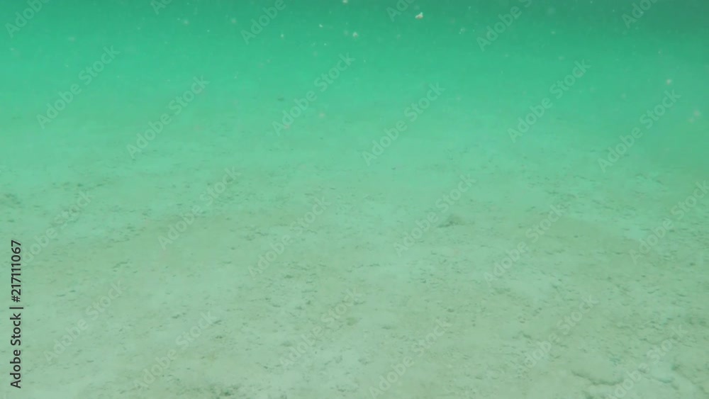 Scuba Diver Submerging Underwater In Lake Scuba Diver Submerging Underwater In Lake