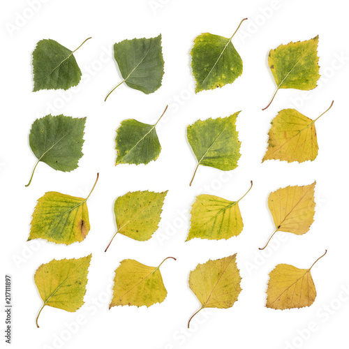 Birch Leaves Collection photo