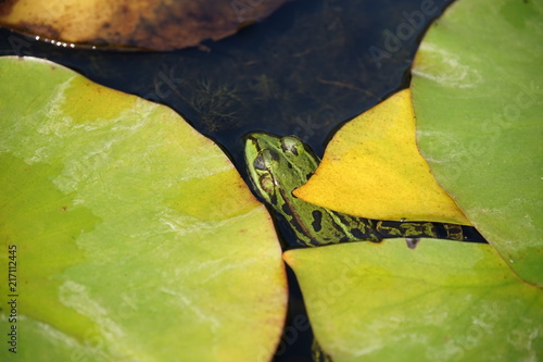 Frog looking out of the water hiding under a leaf