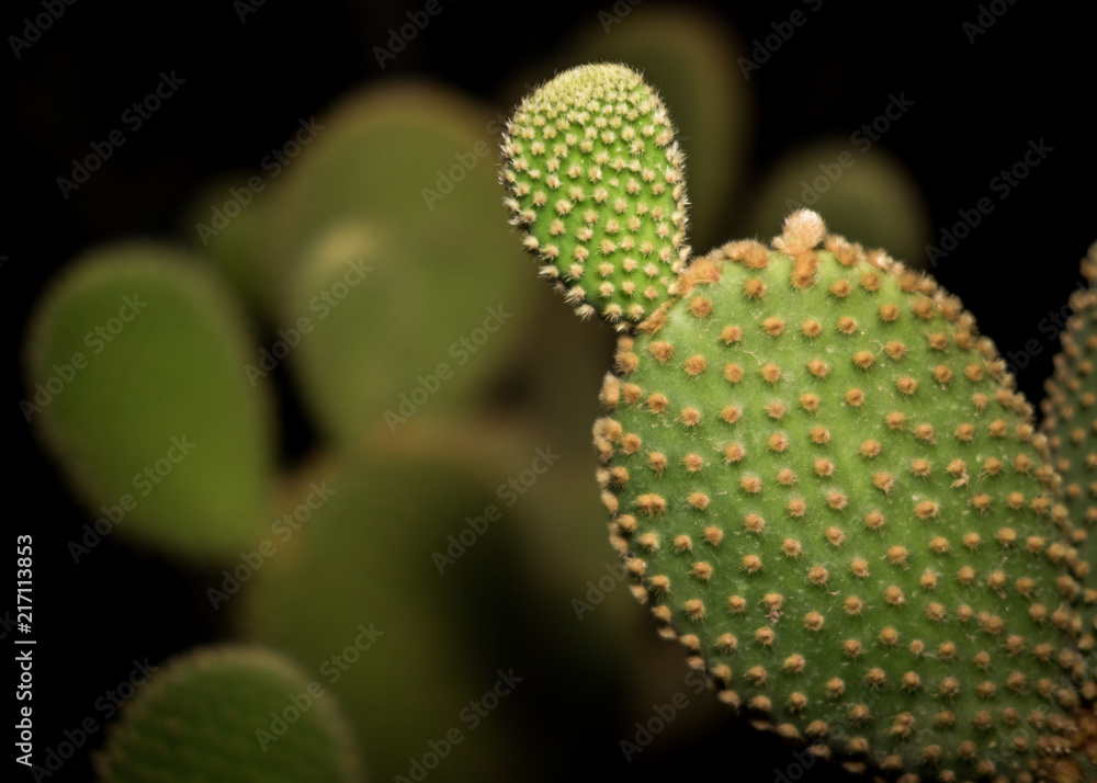 Closeup BunnyEar Cactus