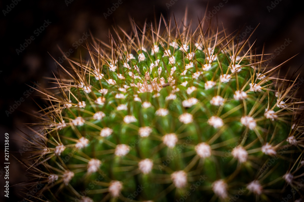 Close up Round Cactus