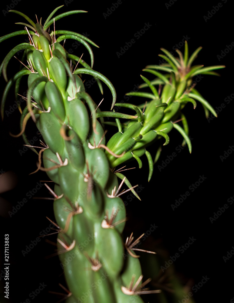 Tall Cactus closeup