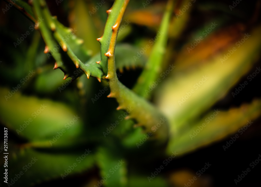 Aloe Vera Closeup