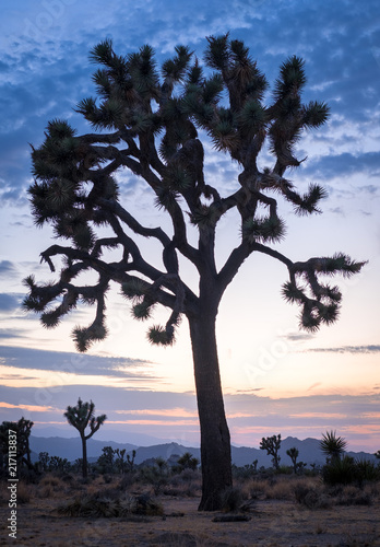 Joshua Tree 