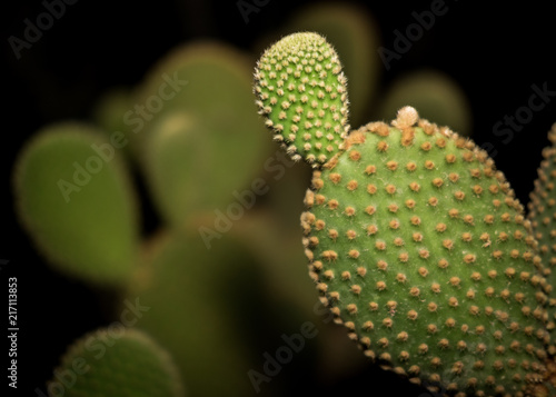 Obraz na płótnie Closeup BunnyEar Cactus w salonie