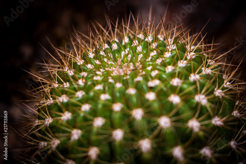 Obraz na płótnie Close up Round Cactus w salonie