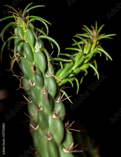 Obraz na płótnie Tall Cactus closeup w salonie