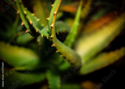 Obraz na płótnie Aloe Vera Closeup w salonie