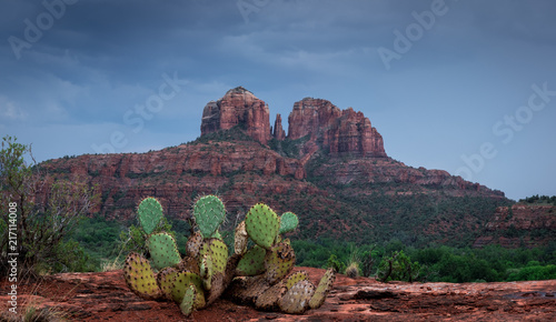 Obraz na płótnie Cactus overlooking Cathedral Rock w salonie