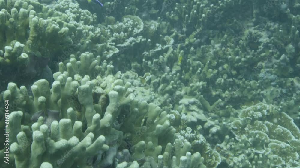 An underwater gopro shot of corals and fish. An underwater gopro shot of corals and fish.