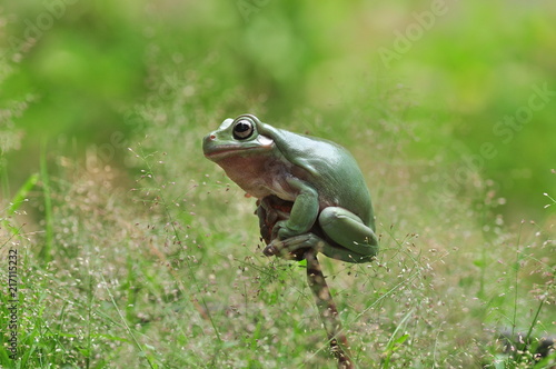 Frog © Teti
