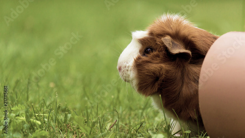 Meerschweinchen im Gras