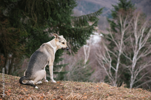 Gray dog on a hill in the forest