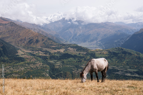 Horse on the pasture in the mountains of Svaneti, Georgia