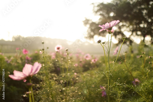 flower field © naeun