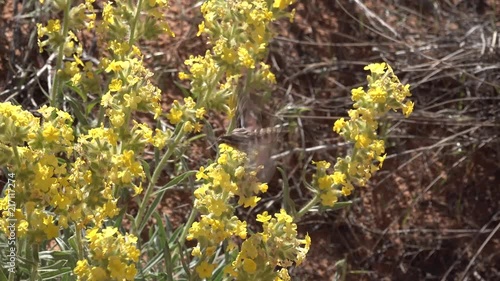 Butterfly drinks nectar on yellow flowers in a Arches National Park, Utah, MOAB, USA photo