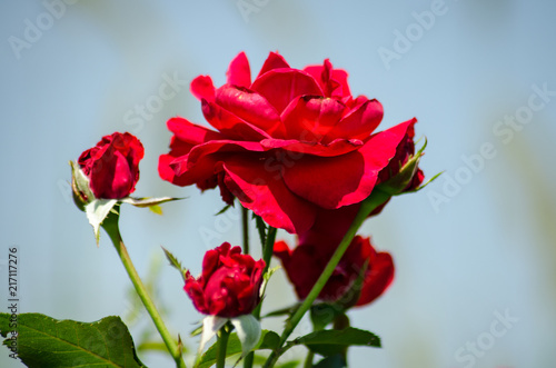red rose with buds