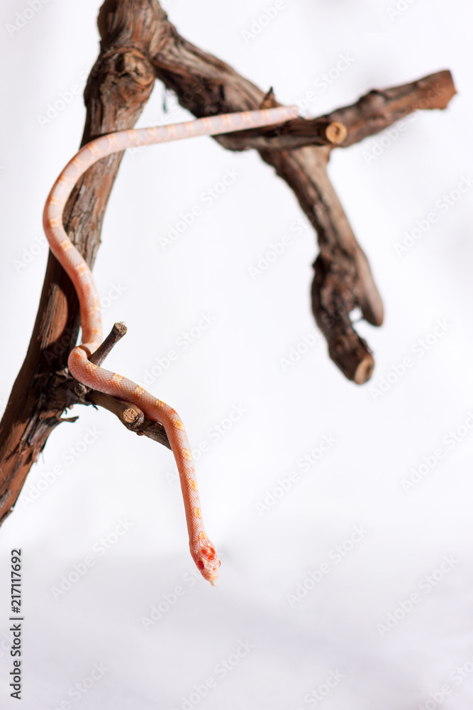Corn snake isolated Corn snake isolated