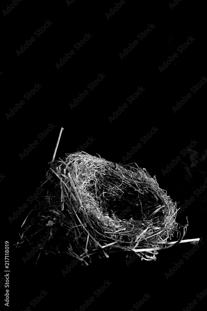 nest bird in a black background Stock Photo | Adobe Stock